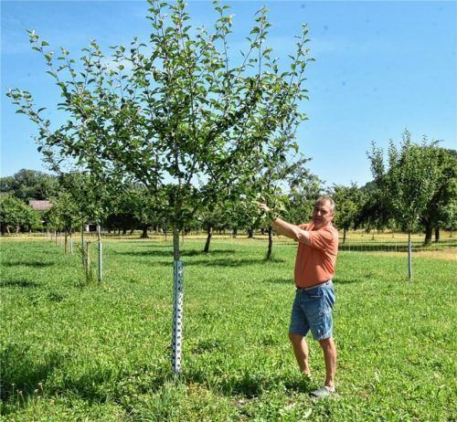 Der Herr der Streuobstwiese: Der Rosenheimer Alfons Leitner zeigt die Früchte einer seiner 132 Apfelbäume.Foto schlecker.