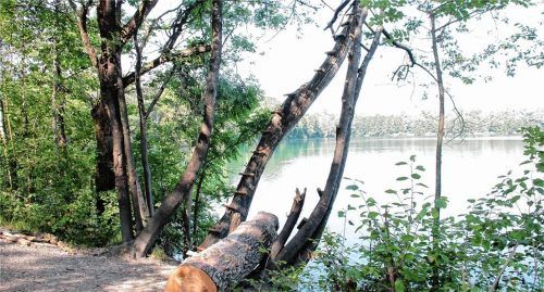 Der Unglücksort am Hochstraßer See: Dort verlor ein 13-Jähriger aus Kirchdorf beim Sprung vom einem der Bäume einen Unterarm. Nun startete ein Großcousin des Buben eine Spendenaktion.Foto Reisner