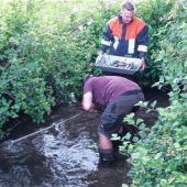 Traurige Bilanz: 1000 tote Fische