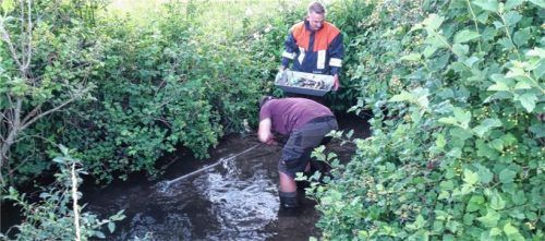 Die Feuerwehrleute aus Bachmehring wateten Meter für Meter durch den Bach und bargen die toten Fische.