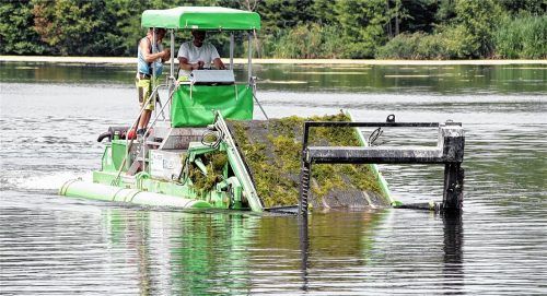 Es grünt so grün: Mäharbeiten mit der Seekuh auf dem Tinninger See.Foto reisner