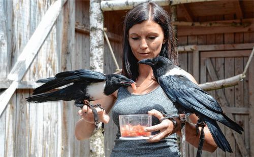 Die Mitarbeiter des Wildparks – hier Falknerin Viola Rohnstock – haben stets die Gesundheit ihrer Tiere im Blick.