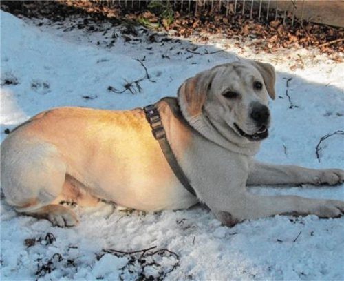 Ob Winter oder Sommer: Dank vieler Spaziergänge ist Leo auf dem Weg zur Traumfigur – als er ins Tierheim kam wog er 40 Kilogramm. Foto Tierheim