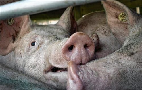 Schweine werden zu einem Schlachthof gefahren. Ein Obinger Landwirt muss jetzt eine Geldstrafe zahlen, weil er ein schwer verletztes Schwein in den Schlachthof gebracht hatte. Foto dpa