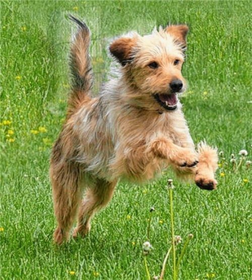 Tollt über die Wiese: Hund Cupko, der derzeit im Tierheim in Ostermünchen wohnt. Foto re