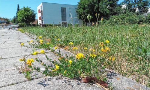 Über dieses Grundstück unterhält sich der Bauausschuss am morgigen Dienstag. Ein Mehrfamilienhaus soll dort entstehen – die Anwohner sind dagegen.Foto Enzinger
