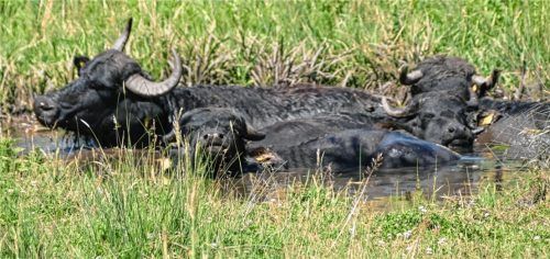 Wasserbüffel müsste man sein – auf diesen Gedanken könnte kommen, wer bei den Rekordtemperaturen den vier „Biobaggern“ – einem Büffel, einer Kuh und zwei Kalbinnen – im Tümpel beim ausgedehnten Suhlen zuschaut.