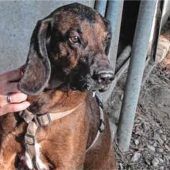 Liebenswerter Rex sucht einen Pflegeplatz