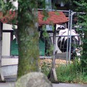 Nach Tierquälerei: Razzia in Bauernhöfen