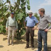 Ägypten forstet auf