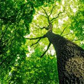 Gesucht: Der Wald der Zukunft