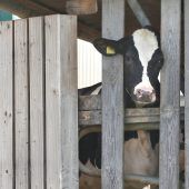 Ermittlungen gegen dritten Betrieb im Allgäu