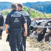 Erneut Razzia auf Allgäuer Hof