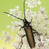 Moschusbockkäfer und Buchsbaumzünsler