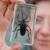 Ein Käfer bedroht das Oberland