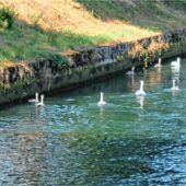 Ausflug der Familie Schwan