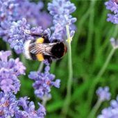 Lavendel naschen