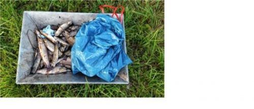 Berge toter Fische hatten Helfer bei Eiselfing geborgen.