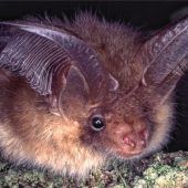 Braunes Langohr gesichtet