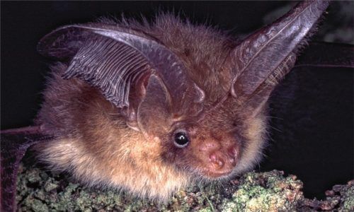 Das Braune Langohr wurde erstmals im Eichelgarten beobachtet.Foto  Zahn