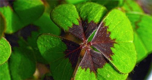 Das vierblättrige Kleeblatt gilt vielen als Glücksbringer. Nahezu jeder Mensch kann bestimmt eine Geschichte aus seinem Leben erzählen, in der er einen krassen Fehler begangen hat, der glücklicherweise ohne Folgen geblieben war.Foto dpa