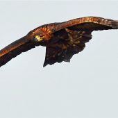 Der Wanderfalke – schnellstes Tier der Welt?