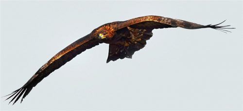 Der Adler ist der König der Lüfte. Aber ist der Wanderfalke schneller als er? Nur eine von vielen spannenden Fragen zur heimischen Tierwelt.