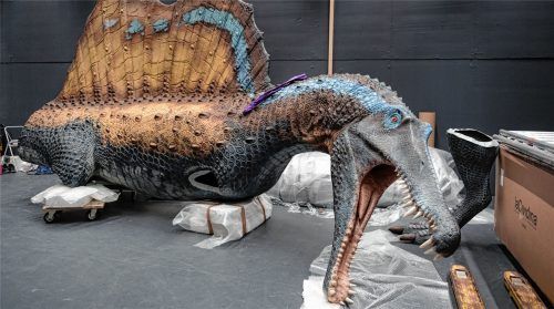 Der Liebling des Kurators: der Spinosaurus, der größte Raubsaurier, den die Menschheit kennt. Foto Andreas Jacob