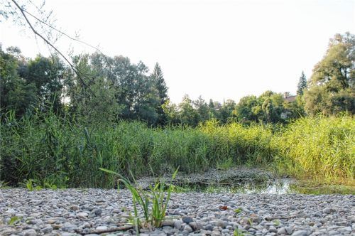 Der Weiher in Großkarolinenfeld ist völlig zugewachsen. Für seine Erhaltung will der Gemeinderat aber kein Geld ausgeben. Foto Heinz