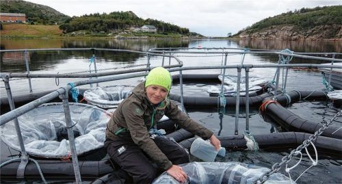 Die Biologin Dr. Maria Stockenreiter beim Aufbau sogenannter Mesokosmen. Das sind aquatische Modellökosysteme für Freilandversuche, mit deren Hilfe sich die Gewässerbiologie der Seen studieren lässt. Stockenreiter arbeitet in der limnologischen Forschungsstation am Seeoner See. Foto Stibor