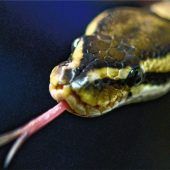 Tierdrama in Privatwohnung