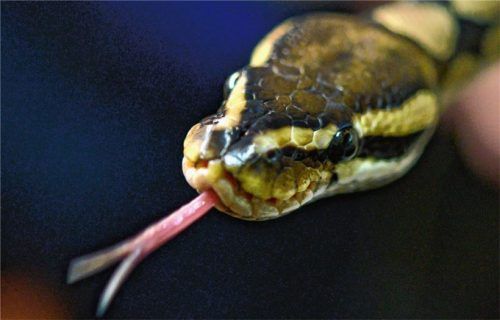 Die Königspython ist eine ungiftige Würgeschlange, die rund zwei Meter lang wird. Zwei dieser Exemplare befanden sich in der Rosenheimer Wohnung.Fotos Tierheim, dpa