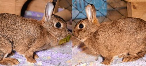 Die Schwestern Vicky und Vroni laufen und springen gerne.Foto Tierheim