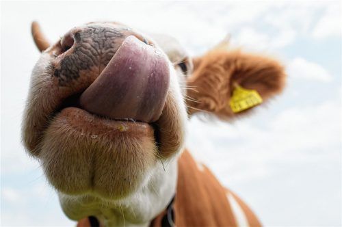 Dieser Kuh auf einer Weide in der Region scheint es sichtlich gut zu gehen. Experten fürchten allerdings, dass durch den Rindfleisch-Deal zwischen der EU und Nordamerika noch mehr Tiere aus Massenhaltung in den Supermärkten landen. Foto dpa