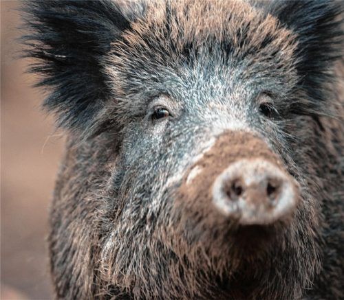 Ein Wildschwein, das die Aujeszkysche Krankheit in sich trägt, ist jetzt im Landkreis Traunstein erlegt worden.Foto dpa
