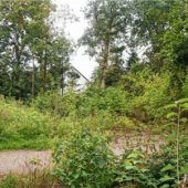 Bürger spenden Laubbäume: Stadt will Lücke im Grünen Ring schließen