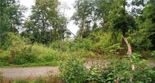 Eine Fläche im Grünen Ring, in der Nähe der Von-der-Tann-Straße/Aussiger Straße, wo bereits einige Bäume herausgenommen werden mussten, soll mit den gespendeten Laubbäumen wieder aufgeforstet werden.Foto  Grundner