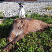 Wildschweine wittern Bergluft