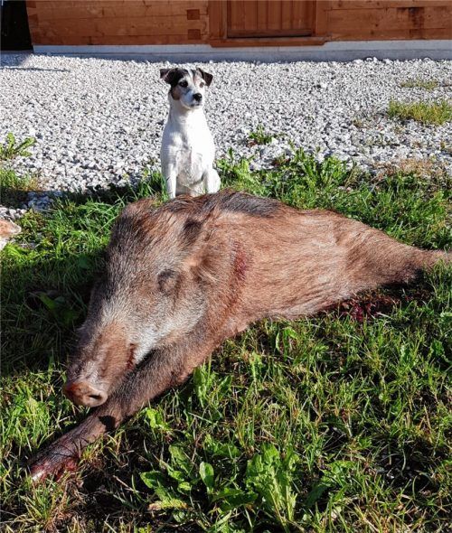 Einmal Bergluft schnuppern? Dieser Keiler war am Bichler See hoch über Oberaudorf unterwegs – und wurde von Jäger Sepp Hoheneder gestellt.Foto re