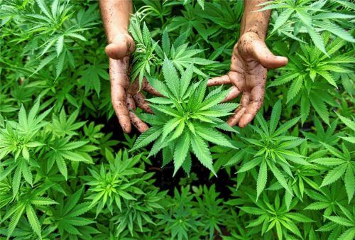 Hanfpflanzen wachsen auf einer Cannabis-Plantage: Ein Nigerianer (27) hat versucht, in einem Zug nach München rund ein Kilogramm der Droge zu schmuggeln. Dafür musste er sich jetzt in Rosenheim vor Gericht verantworten. Foto dpa