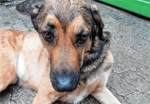 Hund „Krümel“ ist im Tierheim zu Hause: Der Hund hat zwar schon ein Zuhause, verbringt aber trotzdem viel Zeit im Rosenheimer Tierheim. Er ist ein Mischling, der sich gut mit Kindern versteht.