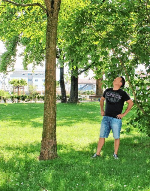 Der Experte: Jürgen Halder unter einem sogenannten „Kuchenbaum“, der auch als „Brotbaum“ bezeichnet wird. Fotos Riediger/Koch