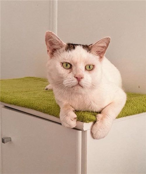 Kater Jonny liebt Streichel- einheiten.Foto Tierheim