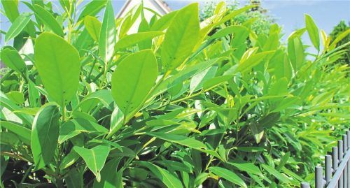 Kirschlorbeer ist eine sehr schnell wachsende Heckenpflanze.Foto  dpa/Warnecke