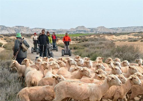 Mit Tausenden Schafen kommen die Hirten von den Pyrenäen.Fotos Gobierno de Navarra