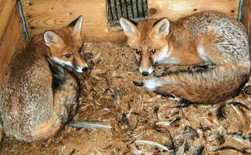 Mit viel Wissen, Erfahrung, Zeit und Geduld, Liebe und Wärme haben Margit und Hans Gottbrecht die beiden Füchse aufgepäppelt. Vor Kurzem haben sie die Tiere wieder in die freie Natur entlassen. Berührt haben sie die Fuchswelpen das erste und letzte Mal in der Nacht, in der sie von der Polizei gebracht wurden. Seitdem hatten sie keinen direkten Kontakt mehr, damit die Tiere ihre natürliche Scheu vor den Menschen behalten. Fotos  privat/Vähning