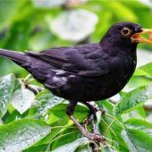 „Ein Aussterben der Amsel ist nicht zu befürchten“
