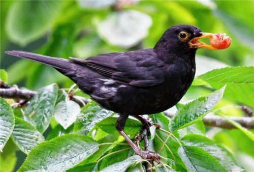 Noch ist im Landkreis Rosenheim kein Fall bekannt, dass eine Amsel am Usutu-Virus gestorben ist.Foto  dpa