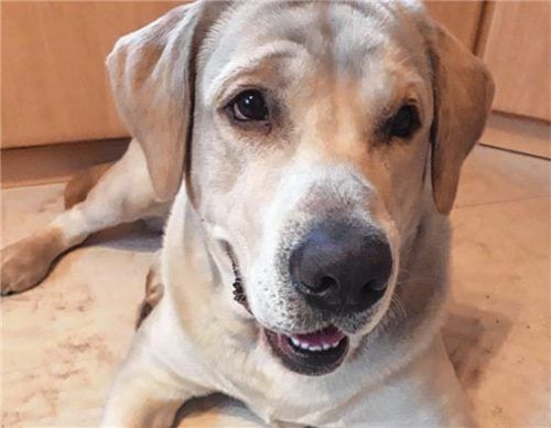 Schlank und fit: Dank vieler Spaziergänge hat Leo deutlich abgenommen. Foto Tierheim