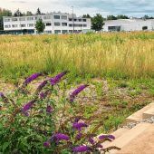 Projekt: Blühwiesen im Industriegebiet
